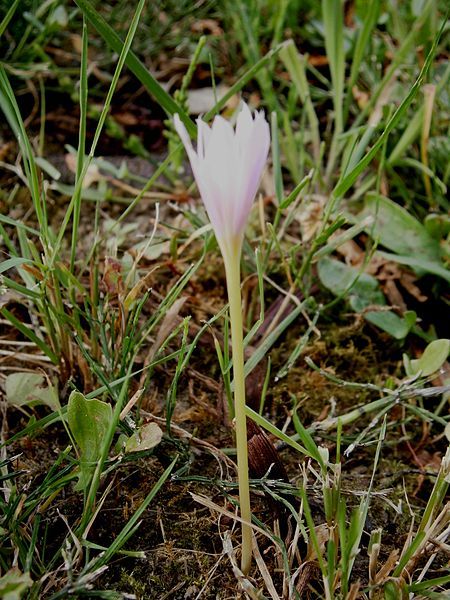 File:Colchicum alpinum RHu002.jpg