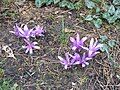 Colchicum bulbocodium