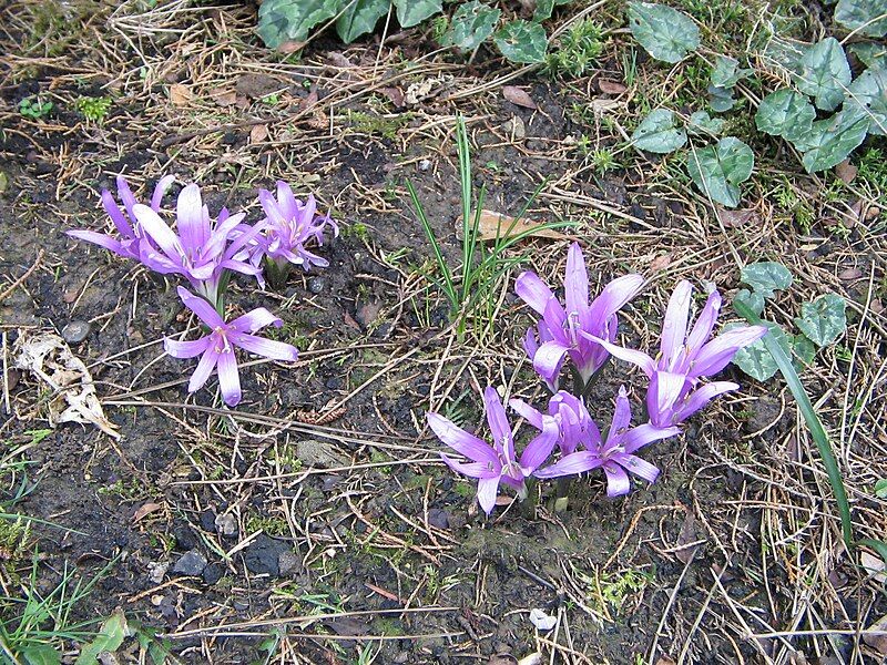 File:Colchicum bulbocodium03.jpg