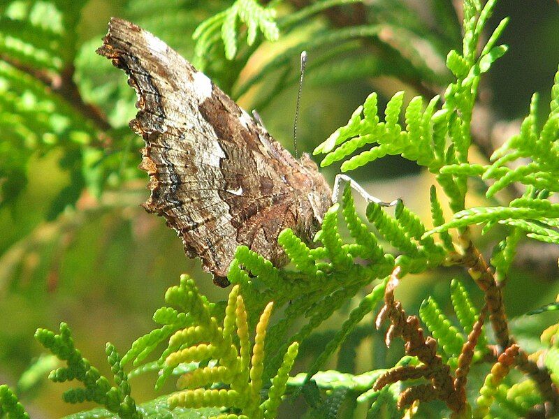 File:Compton Tortoiseshell-underside.jpg