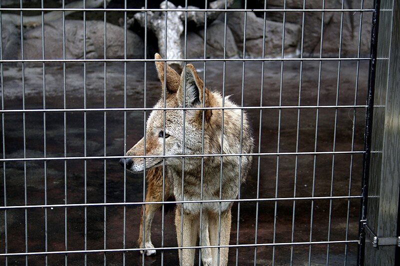 File:Confined coyote.jpg