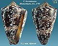 Conus locumtenens Blumenbach, J.F., 1791