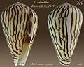 Conus zebroides Kiener, L.C., 1849