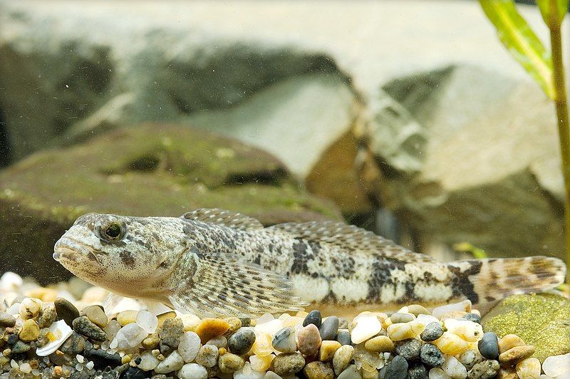 File:Cottus reinii(Hamamatsu,Shizuoka,Japan).jpg