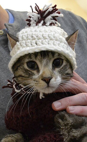 File:Crochet cat example.jpg