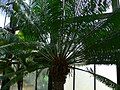 Cycas circinalis