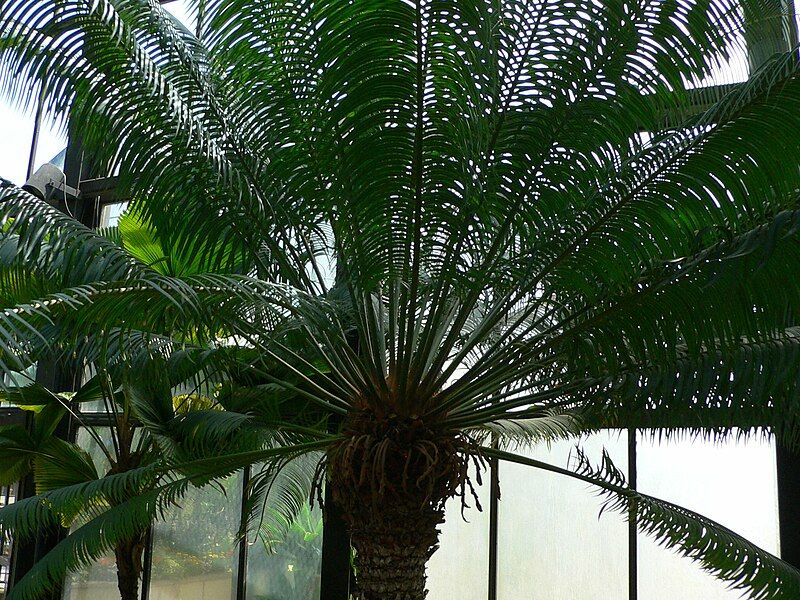 File:Cycas circinalis 1.jpg