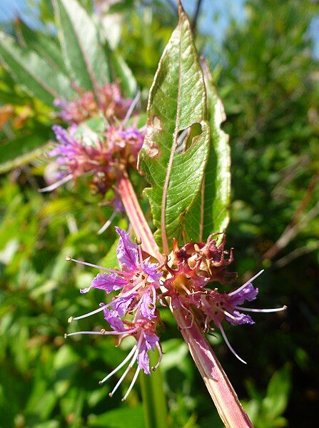 File:Decodon verticillatus flower.JPG