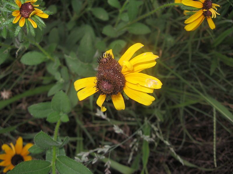 File:Doubleblackeyedsusan.JPG