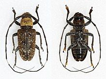 Photo of a Eczemotellus subtilipictus both shown from the top and the bottom.