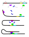 Seen here is a four step diagram depicting the usage of an enhancer. Within this DNA sequence, protein(s) known as transcription factor(s) bind to the enhancer and increases the activity of the promoter. 1. DNA 2. Enhancer 3. Promoter 4. Gene 5. Transcription Activator Protein 6. Mediator Protein 7. RNA Polymerase