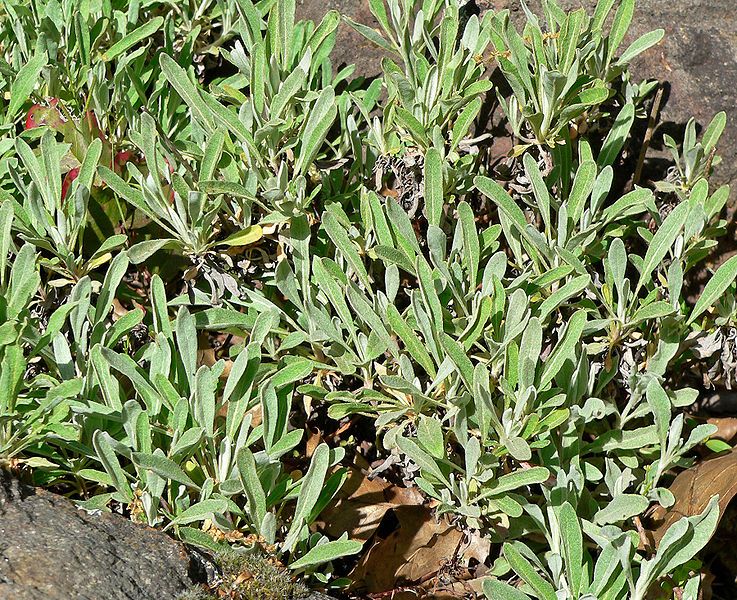 File:Eriogonum heracleoides 1.jpg