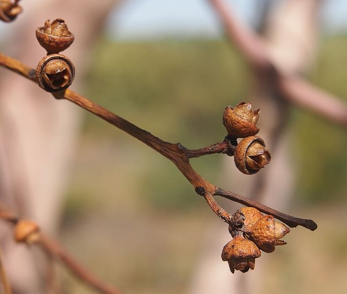 File:Eucalyptus leucophloia capsules.jpg