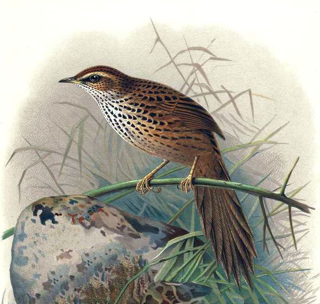 File:Fernbird.jpg