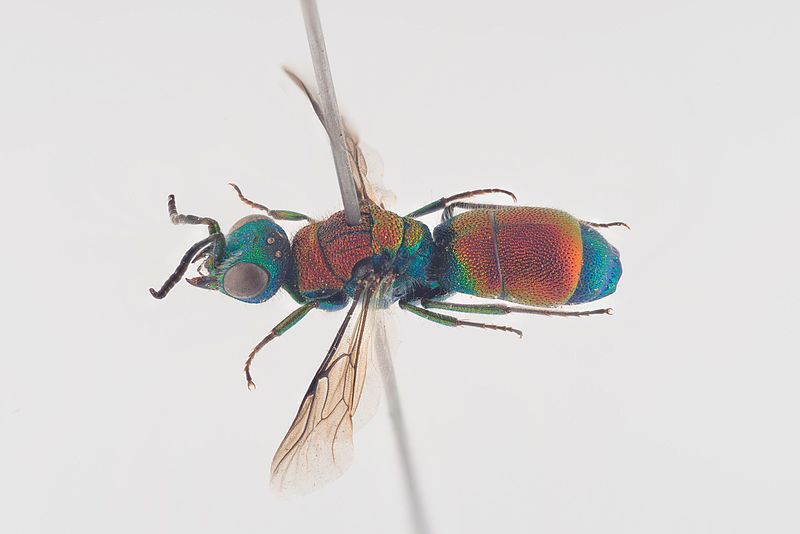 File:Flammegullkvefs (Chrysis viridula).jpg