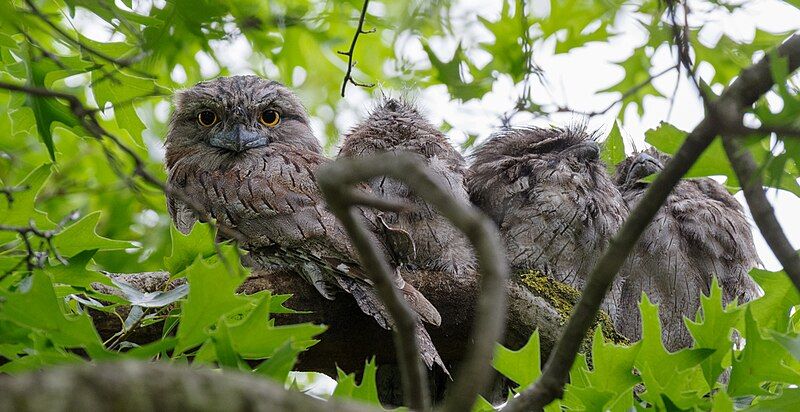 File:Frogmouth4.jpg