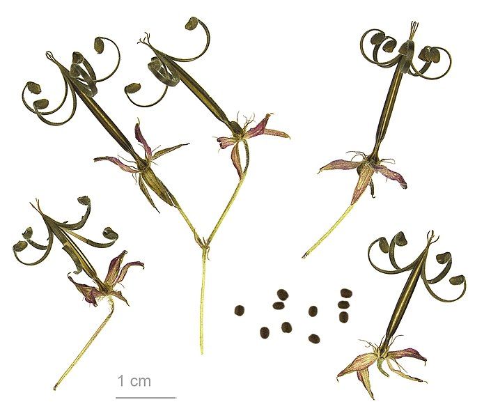 File:Geranium thunbergii MHNT.BOT.2012.10.40.jpg