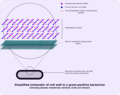 Gram-positive cellwall-schematic