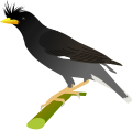 Great Myna