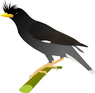 File:Great Myna.svg