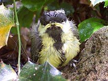 Young bird with ruffled adult-like plumage and yellow gape