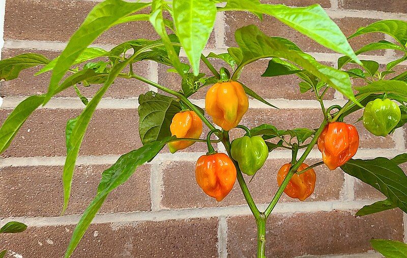 File:Habanero plant.jpg