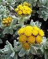 Helichrysum splendidum