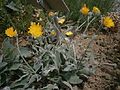 Hieracium tomentosum