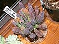 Huernia primulina