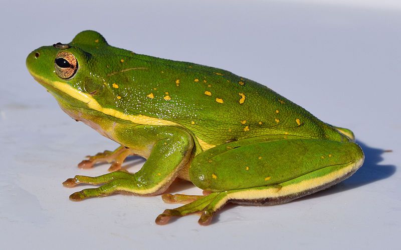 File:Hyla cinerea male.jpg