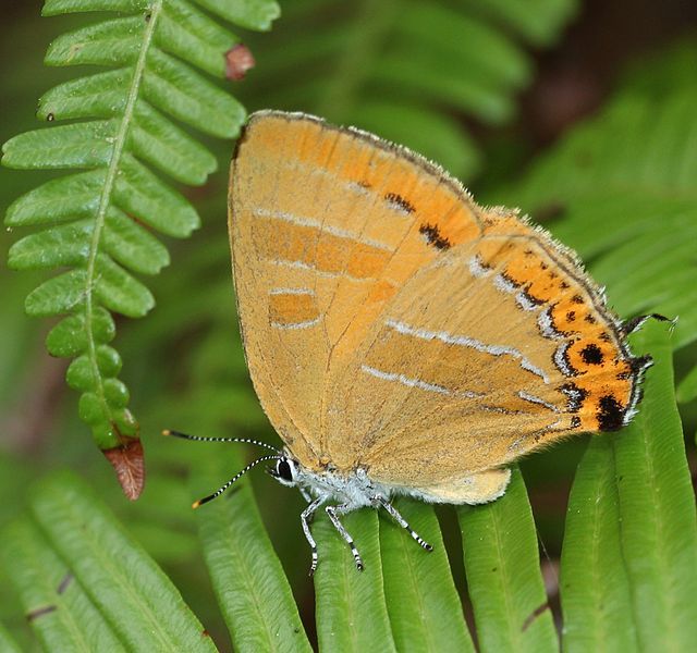 File:Japonica lutea.JPG