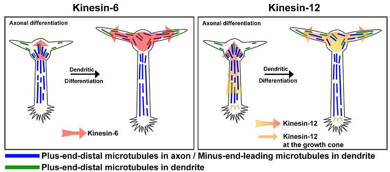 File:Kinesin-6 and Kinesin-12.jpg