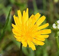 Krigia dandelion at the University of Mississippi Field Station