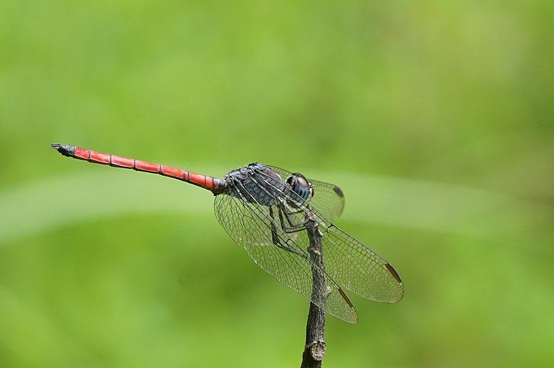 File:Lathrecista asiatica 07056.JPG