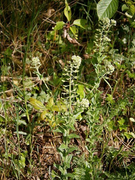 File:Lepidium campestre 01.jpg