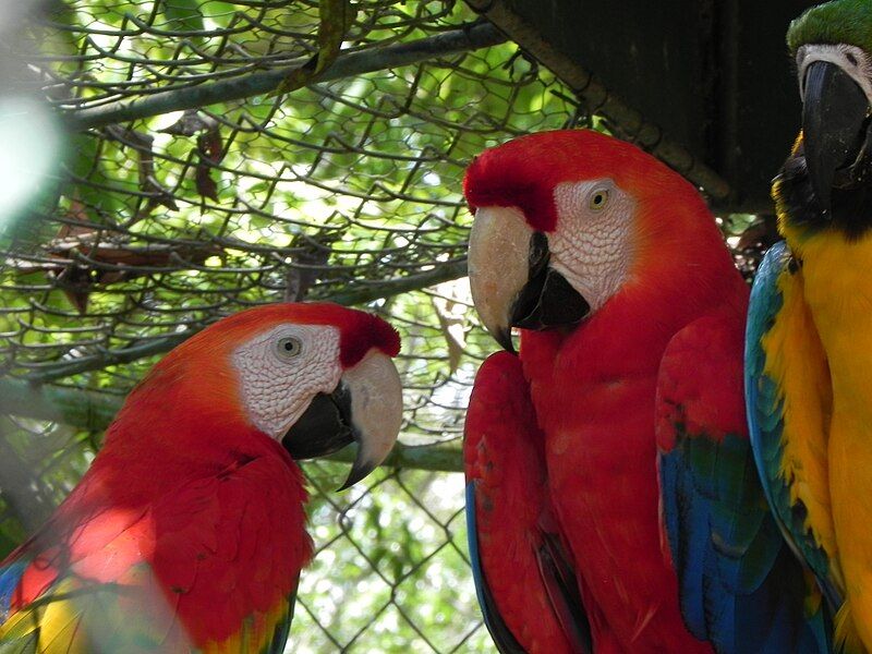 File:LoeflingZoo CiudadGuayana 04.JPG