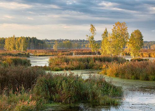 Losiny Ostrov National Park in Balashikha, Moscow Oblast, Russia.