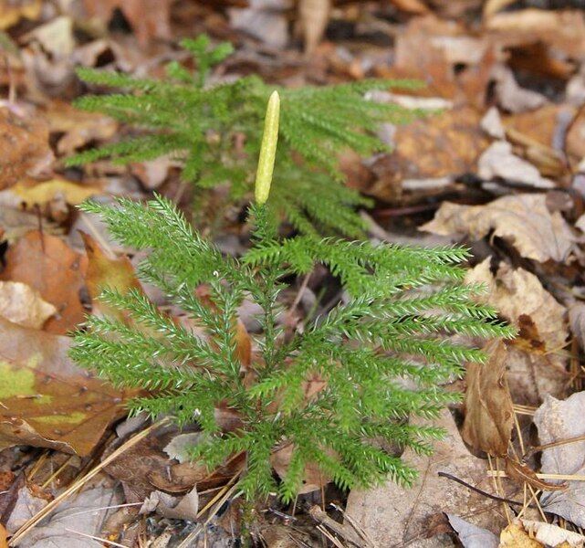 File:Lycopodium dendroideum.JPG