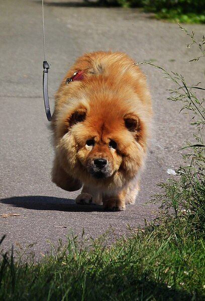 File:Mai 2012 Chow-Chow.JPG