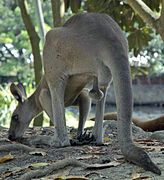 Scrotum of a kangaroo