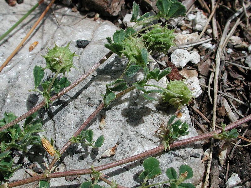 File:Medicago rigidula576.JPG