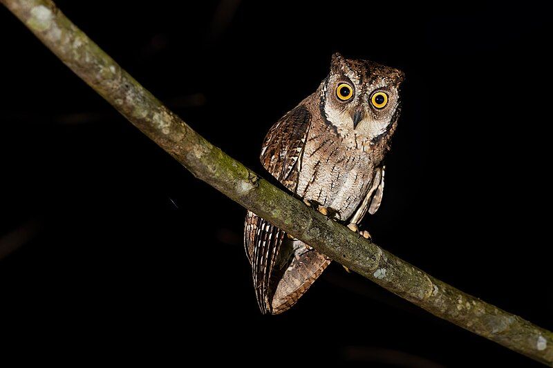 File:Moluccan Scops-Owl 0A2A8306.jpg