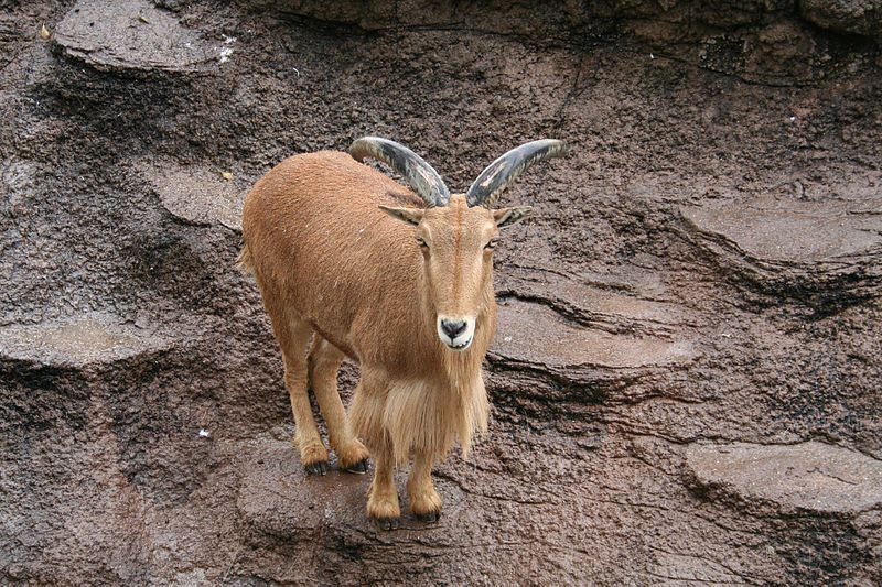 File:Mountain goat 2.jpg