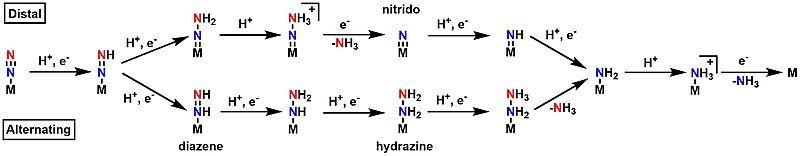 File:N2-fixation-mech.jpg