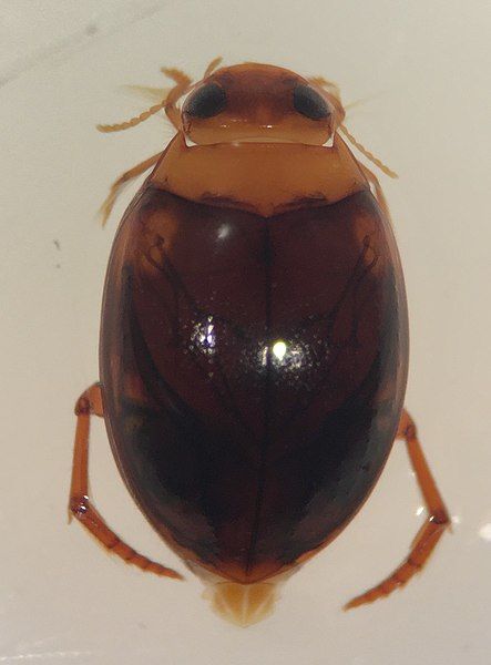 File:Pachydrus princeps.jpg