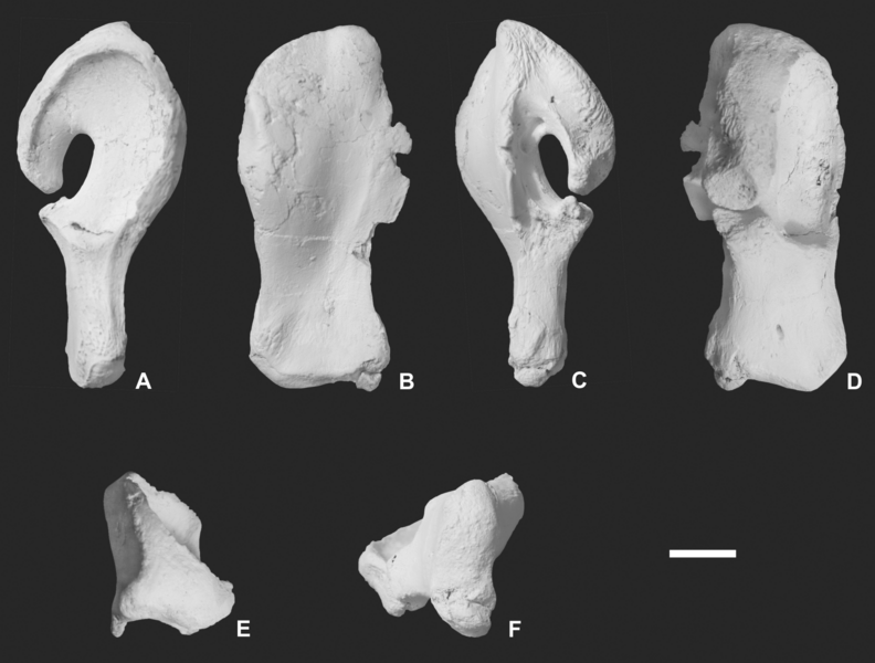 File:Pannoniasaurus inexpectatus.png