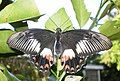 Ambrax Swallowtail