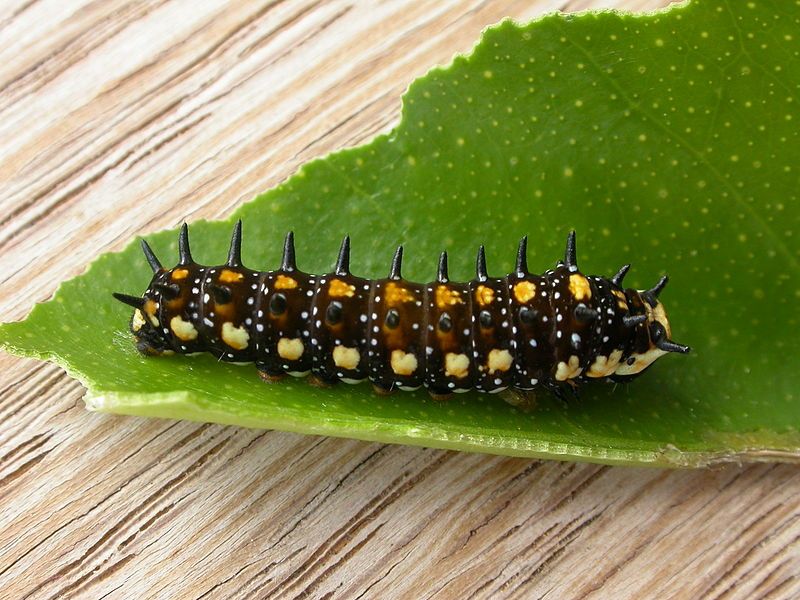 File:Papilio anactus (5440270907).jpg