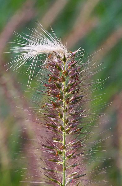 File:Pennisetum alopecuroides.jpg