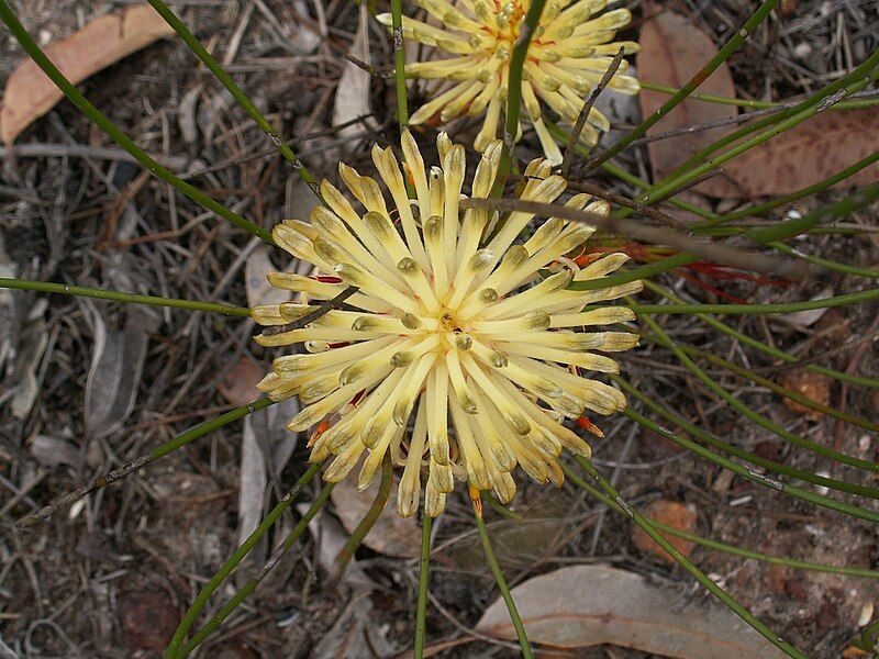 File:Petrophile longifolia.JPG